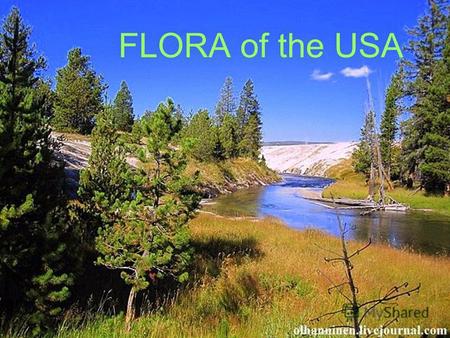 FLORA of the USA. pine Spruce oak maple beech бук.