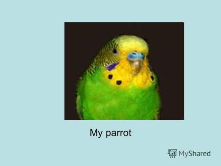 My parrot My parrots name is Gosha.It is 8 years old. Gosha is blue,green and yellow. I teach its to speak.My parrot is clever. It flies out of the cage.