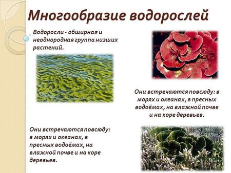 Многообразие водорослей Водоросли - обширная и неоднородная группа низших растений. Они встречаются повсюду : в морях и океанах, в пресных водоёмах, на.