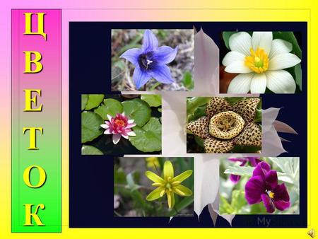 ЦВЕТОК Цветок – орган семенного размножения Цветок – орган семенного размножения. Укороченный видоизмененный побег.