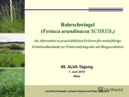 18. Mai 20091 Rohrschwingel (Festuca arundinacea SCHREB.) als Alternative zu praxisüblichen Gräsern für mehrjährige Grünlandbestände zur Futternutzung.