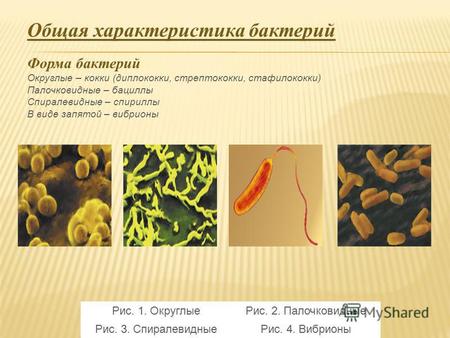 Общая характеристика бактерий Форма бактерий Округлые – кокки (диплококки, стрептококки, стафилококки) Палочковидные – бациллы Спиралевидные – спириллы.