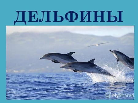 ДЕЛЬФИНЫ Дельфины - это не рыбы, а морские млекопитающие. Они очень добродушны, любопытны и умны. Дельфины общаются друг с другом с помощью сложной системы.