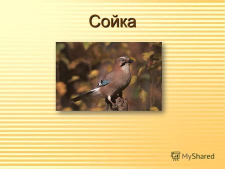 Сойка Загальна характеристика n Сойка - птах родини воронових, відіграє роль поліцейського лісів, так як вона завжди на сторожі, і своїм скрипучим голосом.