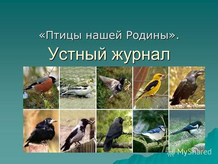Устный журнал «Птицы нашей Родины».. Страница первая «Кто они такие?» «Кто они такие?»