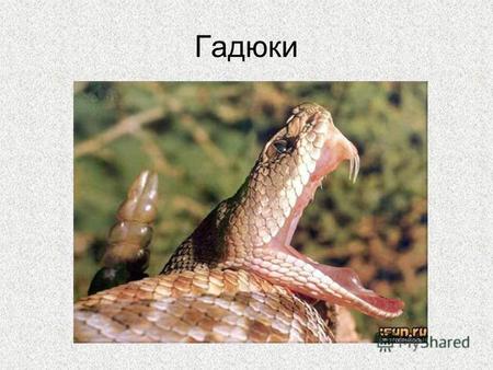 Гадюки Гадюка единственная в наших краях ядовитая змея. Характерными признаками гадюки являются почти треугольная копьевидная голова, ясно отграниченная.