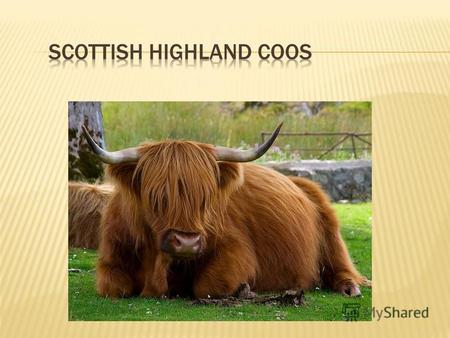 Scottish Highland Cattle (Scottish Highland Coos) are among the most beautiful looking of the cattle breeds. They are recognizable by their unique shaggy.