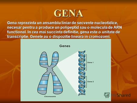 GENA Gena reprezinta un ansamblu liniar de secvente nucleotidice, necesar pentru a produce un polipeptid sau o molecula de ARN functional. In cea mai succinta.