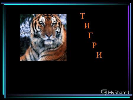 Т И Г Р И Тигр (Panthera tigris) великий ссавець родини котячих, один з чотирьох видів так званих «великих кішок» роду пантер. Перебуває під загрозою.