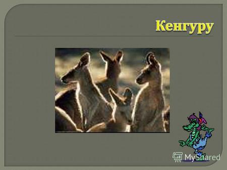 Кенгуру группа сумчатых млекопитающих семейства кенгуровых. Представители этой группы распространены в Австралии, Новой Гвинее и близлежащих островах.