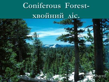 Coniferous Forest- хвойний ліс.. A mushroom-гриб.