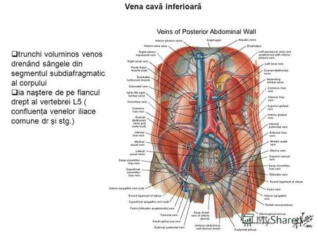 Vena cavă inferioară trunchi voluminos venos drenând sângele din segmentul subdiafragmatic al corpului ia naştere de pe flancul drept al vertebrei L5 (
