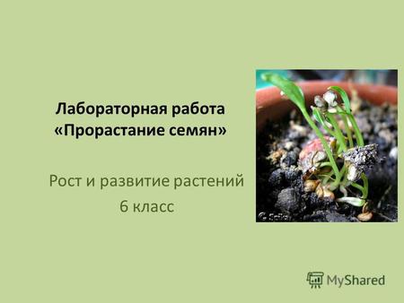 Лабораторная работа «Прорастание семян» Рост и развитие растений 6 класс.