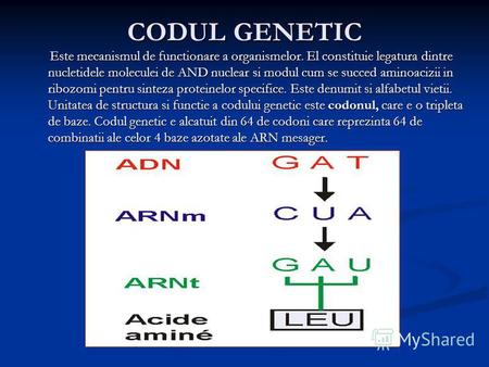 CODUL GENETIC Este mecanismul de functionare a organismelor. El constituie legatura dintre nucletidele moleculei de AND nuclear si modul cum se succed.