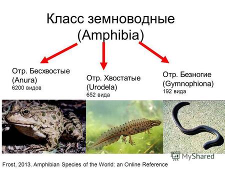 Класс земноводные (Amphibia) Отр. Хвостатые (Urodela) 652 вида Отр. Безногие (Gymnophiona) 192 вида Отр. Бесхвостые (Anura) 6200 видов Frost, 2013. Amphibian.