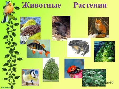 ЖивотныеРастения. ЖивотныеРастения Разнообразие животных.