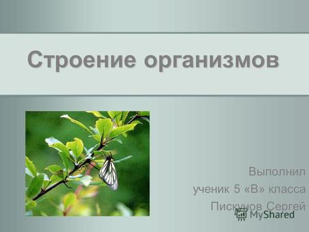 Строение организмов Выполнил ученик 5 «В» класса Пискунов Сергей.