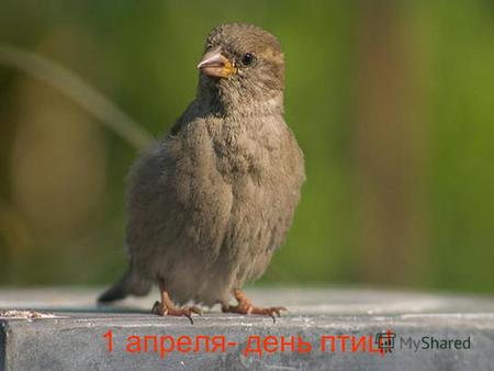 1 апреля- день птиц!. Немного истории. Международный день птиц проходит ежегодно в рамках программы ЮНЕСКО Человек и биосфера и не случайно отмечается.