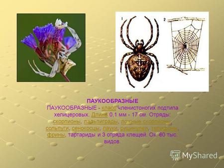 ПАУКООБРАЗНЫЕ ПАУКООБРАЗНЫЕ - класс членистоногих подтипа хелицеровых. Длина 0,1 мм - 17 см. Отряды: скорпионы, пальпиграды, ложные скорпионы, сольпуги,