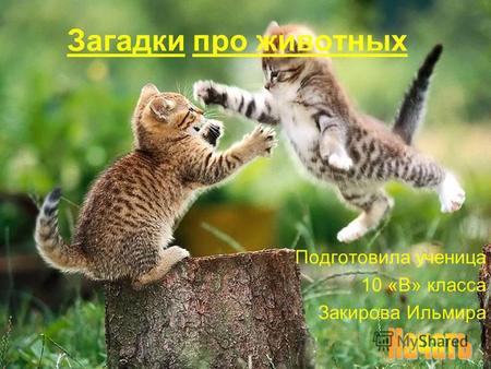 Загадки про животных Подготовила ученица 10 «В» класса Закирова Ильмира.