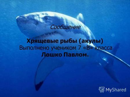Сообщение Хрящевые рыбы (акулы) Выполнено учеником 7 «В» класса Лошко Павлом.