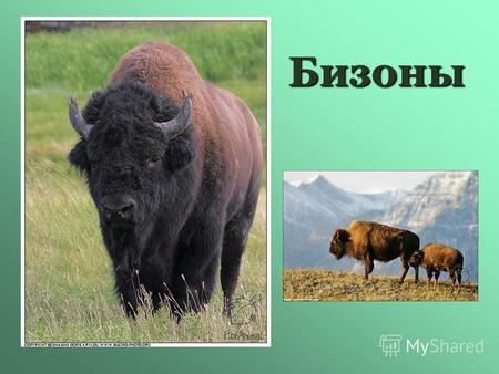 Бизоны Предком бизонов считается дикий бык. Этот евразийский прото-бизон был родом из Индии и распространился на север. В широких азиатских степях он превратился.