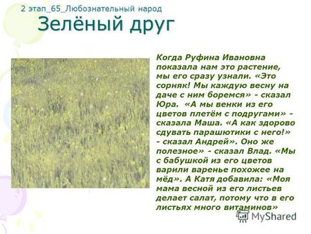 Зелёный друг Когда Руфина Ивановна показала нам это растение, мы его сразу узнали. «Это сорняк! Мы каждую весну на даче с ним боремся» - сказал Юра. «А.