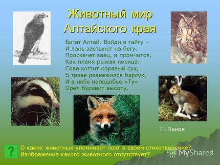 Животный мир Алтайского края Богат Алтай. Войди в тайгу – И лань застынет на бегу. Проскачет заяц, и промчится, Как пламя рыжая лисица. Сова когтит корявый.