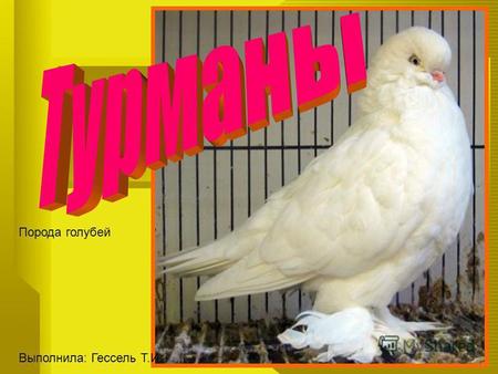 Порода голубей Выполнила: Гессель Т.И.. Группа турманов включает в себя 67 пород. Это голуби с характерным стилем полета.