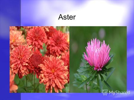 Aster Marigold Cornflower Pink Dahlia Herber Wildrose.
