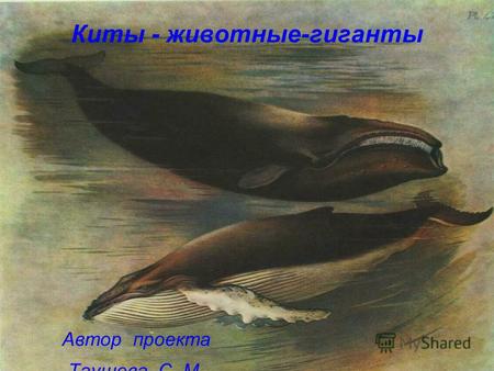 Автор проекта Таушева С. М. Киты - животные-гиганты.