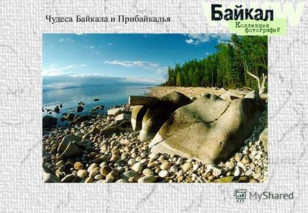 Чудеса Байкала и Прибайкалья Животный мир озера Байкал Сколько видов животных и растений известно в Байкале в настоящее время? Мир Байкала чрезвычайно.
