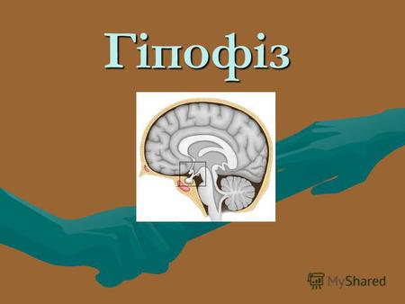 Гіпофіз Гіпофіз (нижній придаток мозку) Гіпофіз – округле утворення, масою всього 0.5-0.6 г, розміщене у проміжному відділі головного мозку в гіпофізарній.