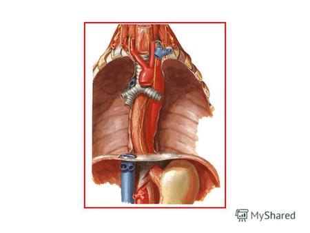 Diafragmul (Diaphragma) Diafragma este un muşchi care are mai multe porţiuni, având inserţii periferice - partea lombară (Pars lumbalis diaphragmatis)