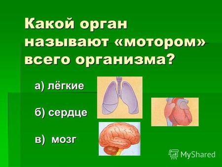 Какой орган называют «мотором» всего организма? а) лёгкие б) сердце в) мозг.