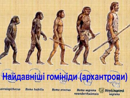 План Дріопітекові форми Австралопітек – південна мавпа Людина уміла (homo habilis) Людина прямоходяча (Homo erectus)