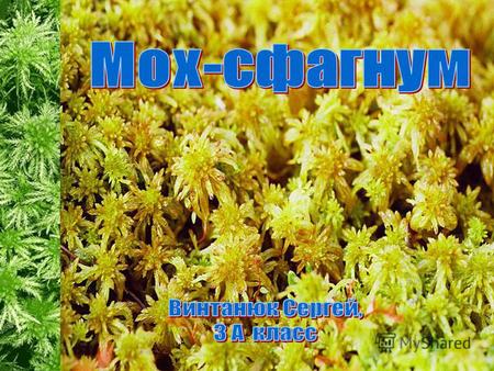 Один из самых интересных обитателей сообщества болот – мох-сфагнум. Это растение обладает удивительной способностью впитывать в себя воду. Всего 10 г.