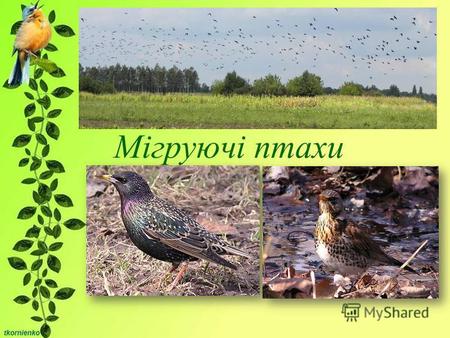 Мігруючі птахи. Міграція птахів: щорічне переміщення або переселення птахівптахів на відносно великі відстані.