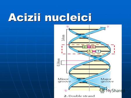 Acizii nucleici. Obiectivele: 1. Tipurile de acizi nucleici, funcţiile şi repartizarea lor în celulă. 2. Constituienţii acizilor nucleici; bazele azotate,