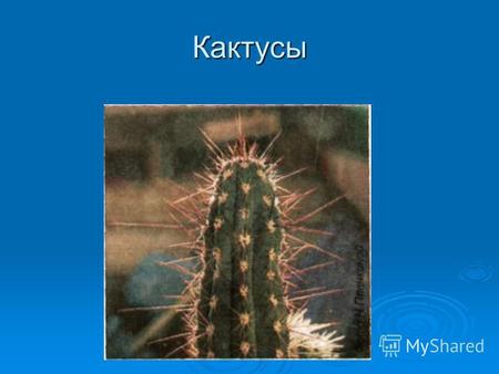 Кактусы Кактусы Самое главное отличие любого кактуса независимо от рода и места произраста­ния - особая форма почки, называемой ареолой. Из нее вырастают.