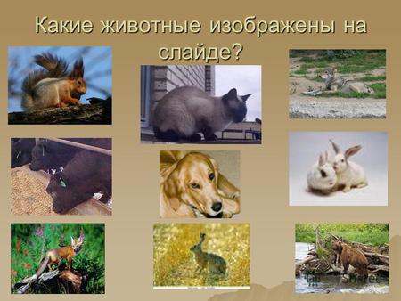 Какие животные изображены на слайде?. К какой группе они относятся? Дикие Домашние.