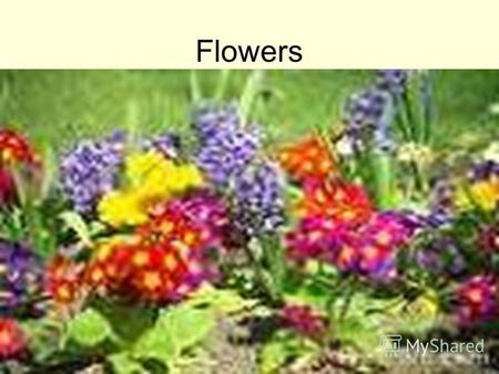 Flowers Pansy-братики Lilac-бузок Cornflower- волошка.
