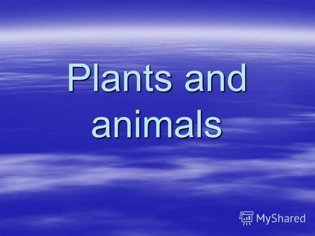 Plants and animals. Size: Food: Habitat: Colour: Characteristics: A wolf.