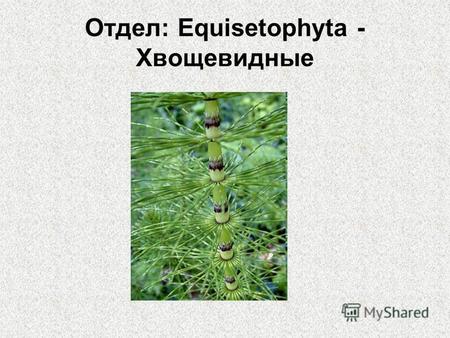 Отдел: Equisetophyta - Хвощевидные. Общая характеристика Высшие споровые растения с четко выраженной метамерией в строении; Листья редуцированы до чешуй,