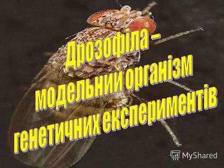 Дрозофіла – дрібна плодова мушка, що належить до ряду двокрилих комах. Її систематика: Царство – Тварини Тип – Членистоногі Клас – Комахи Ряд – Двокрилі.