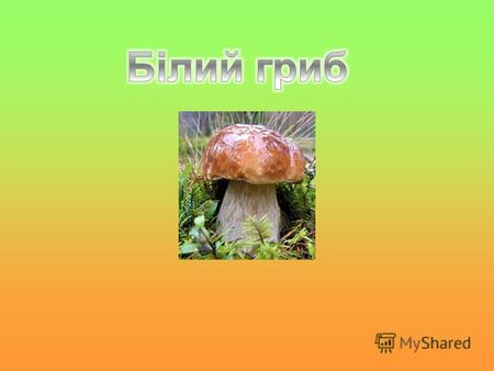Білі гриби зустрічаються по всій Україні. Ростуть у листяних: під дубом, буком, грабом, березою, ліщиною і хвойних лісах на добре дренованих, але не перезволожених.