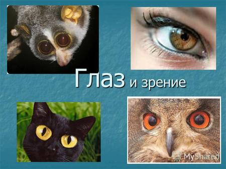 Глаз и зрение. Глаз – орган зрения животных и человека. Человек видит не глазами, а посредством глаз: информация передается через зрительный нерв, зрительные.
