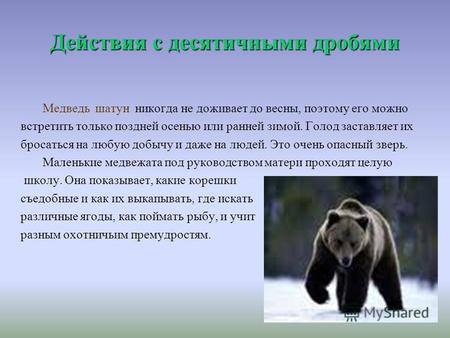 Действия с десятичными дробями Медведь шатун никогда не доживает до весны, поэтому его можно встретить только поздней осенью или ранней зимой. Голод заставляет.