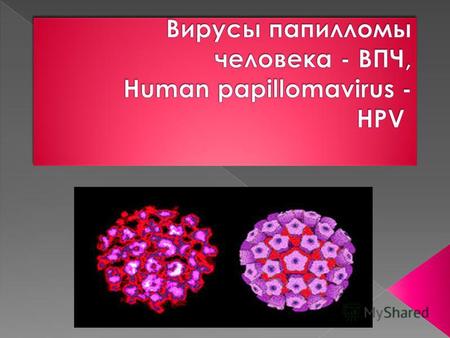 Геном вируса папилломы человека (ВПЧ) представлен циркулярной двуспиральной ДНК с молекулярной массой около 8 тыс. пар оснований, кодирующих всего 8 открытых.