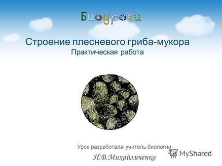 Урок разработала учитель биологии Н.В.Михайличенко Строение плесневого гриба-мукора Практическая работа.
